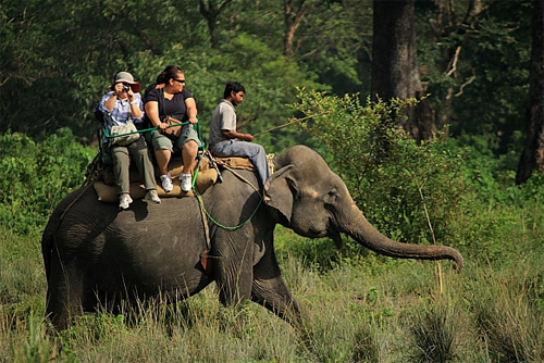 Elephant ride in Jaldapara