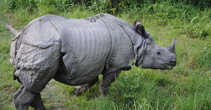 One horn rhino