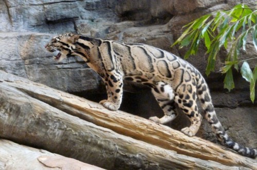 Mountain Tiger in Senchel Wildlife Sanctuary